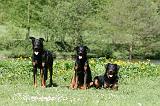 BEAUCERON 905